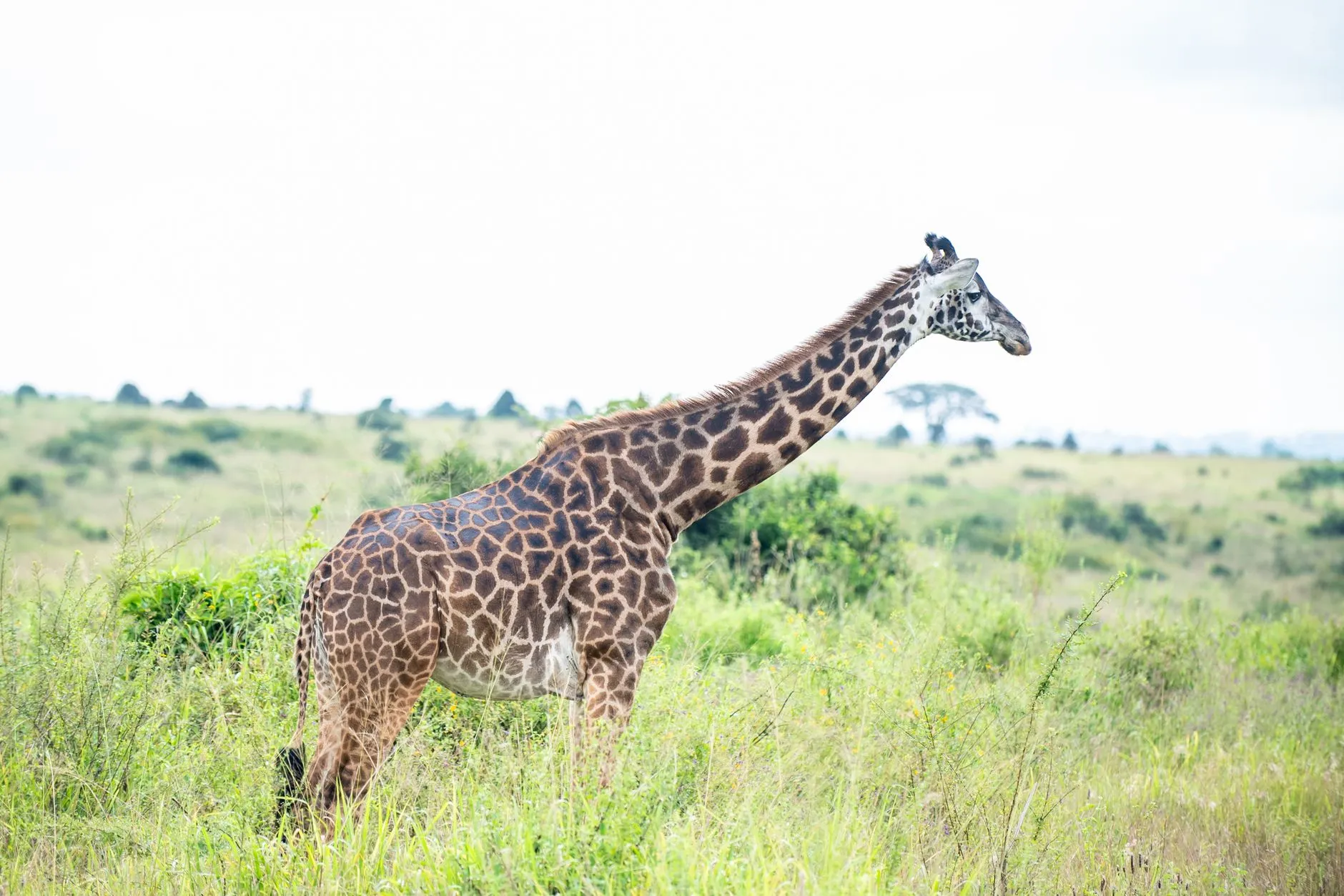 Nairobi landmark in Nairobi