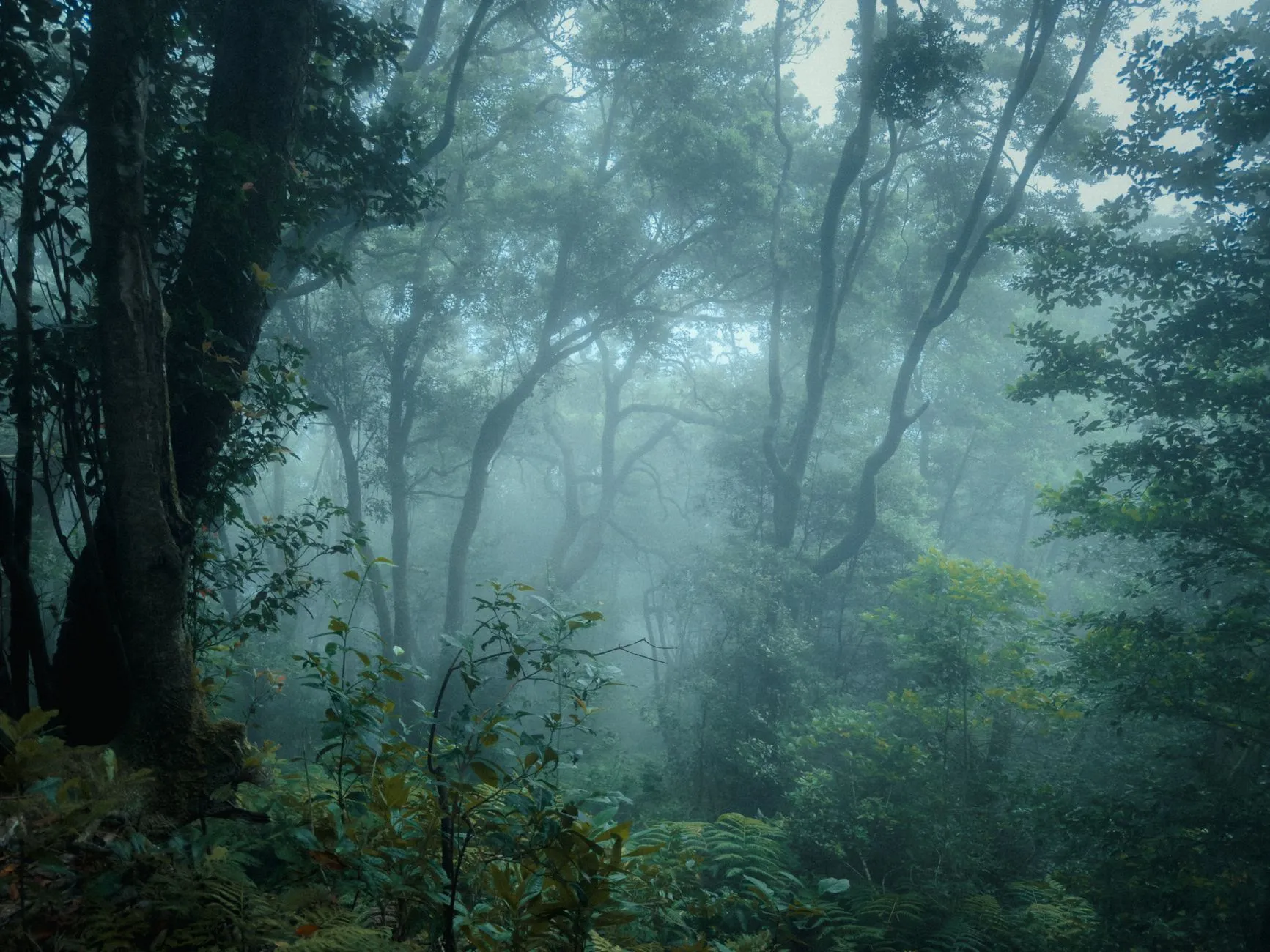 Tenerife, Canary Islands — Foggy morning in Tenerife's lush Anaga forest with dense foliage and towering trees.