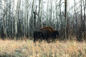Las Vegas to Edmonton, Canada from $291